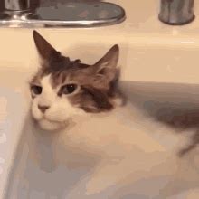 cat bathtub gif|cat in a bathtub gif.